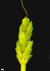 Veronica pauciramosa. Immature infructescence. Scale = 1 mm.
 Image: M.J. Bayly & A.V. Kellow © Te Papa CC-BY-NC 3.0 NZ